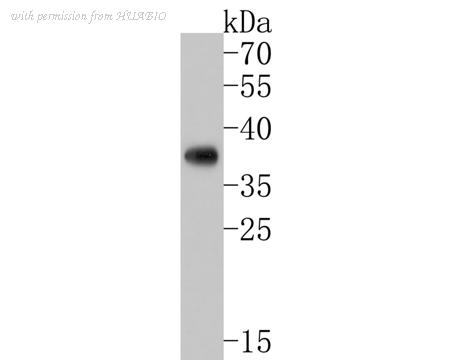 HUABIO HA500478 image 2