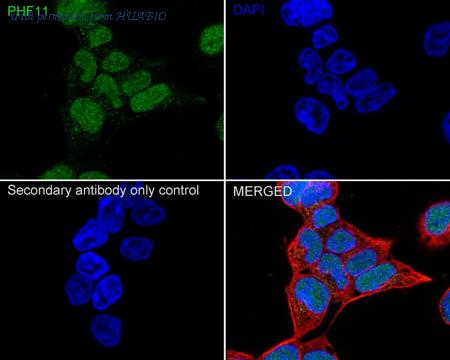 HUABIO HA500478 image 3