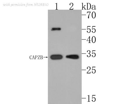 HUABIO HA500486 image 1