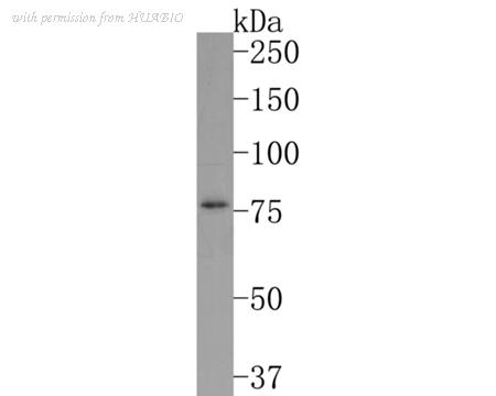 HUABIO HA500493 image 1