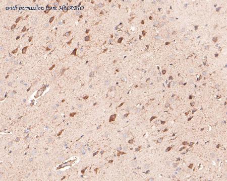 HUABIO HA500493 image 2