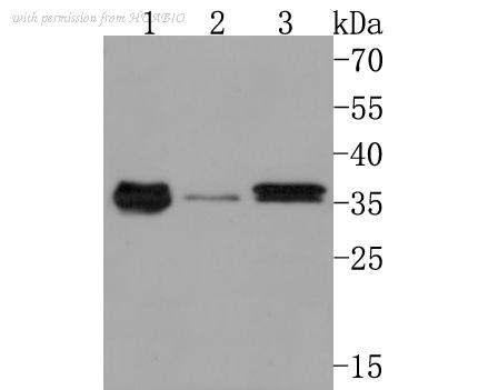 HUABIO HA500501 image 1