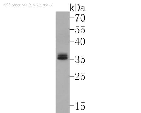 HUABIO HA500501 image 3