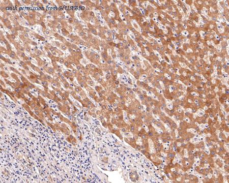 HUABIO HA500504 image 3