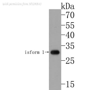 HUABIO HA500510 image 1