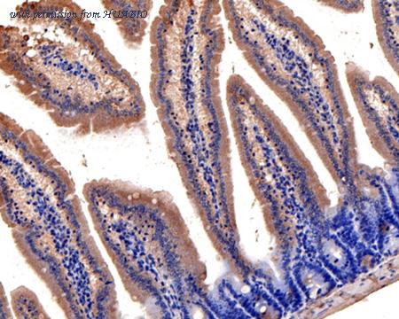 HUABIO HA500510 image 2