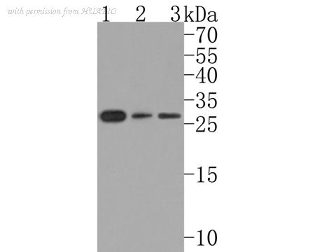 HUABIO HA500511 image 1