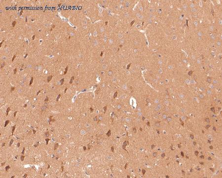 HUABIO HA500513 image 2