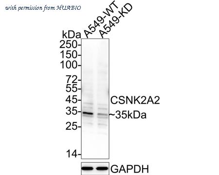 HUABIO HA500514 image 1