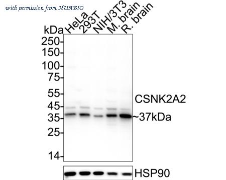 HUABIO HA500514 image 2