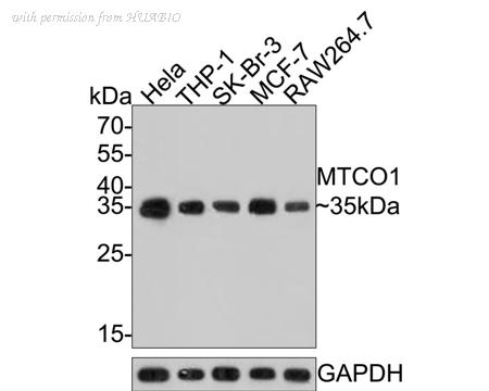 HUABIO HA500517 image 1