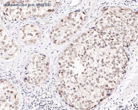 HUABIO HA500518 image 2