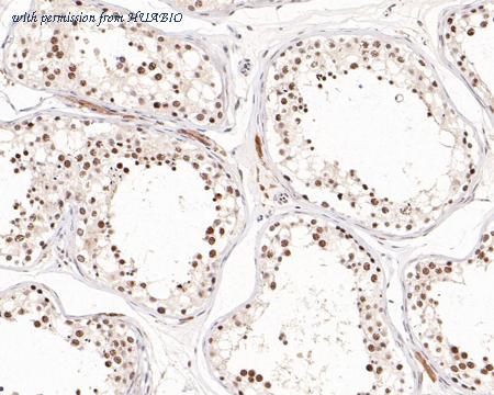 HUABIO HA500518 image 3