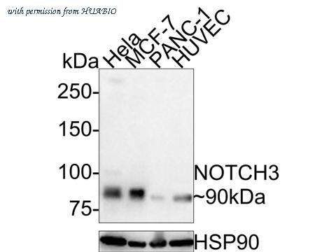 HUABIO HA500519 image 1