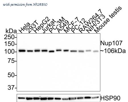 HUABIO HA500521 image 1