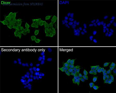 HUABIO HA500522 image 2