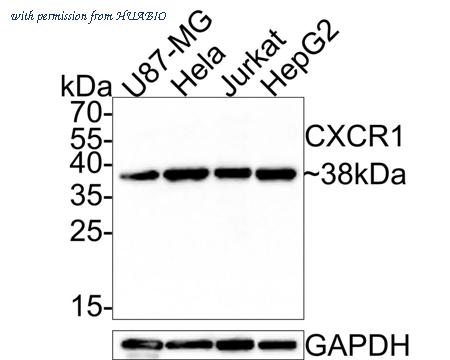 HUABIO HA500526 image 1