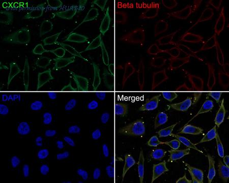 HUABIO HA500526 image 2