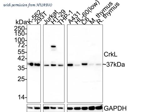 HUABIO HA500536 image 1