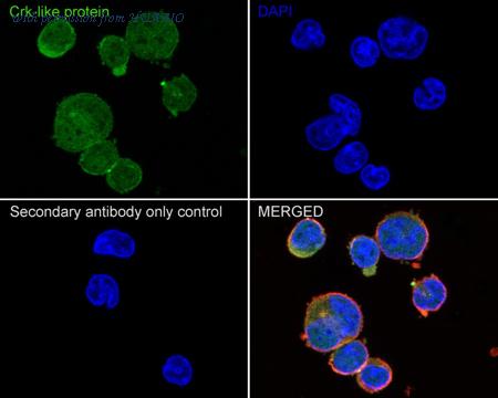 HUABIO HA500536 image 2