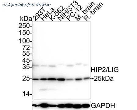 HUABIO HA500542 image 1