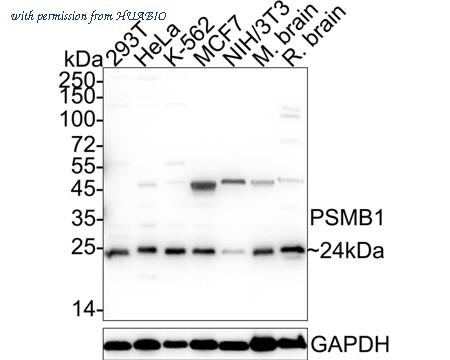 HUABIO HA500545 image 1