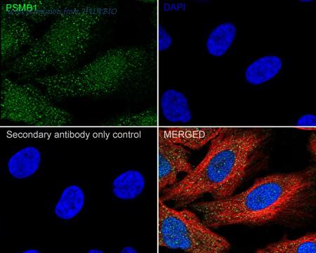 HUABIO HA500545 image 2