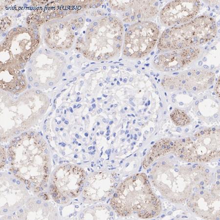 HUABIO HA500560 image 2