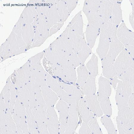 HUABIO HA500560 image 3