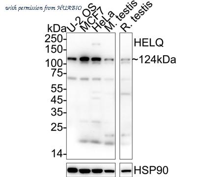 HUABIO HA500562 image 1