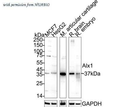 HUABIO HA500565 image 1