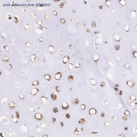 HUABIO HA500565 image 2