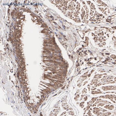 HUABIO HA500565 image 3