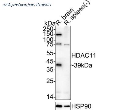 HUABIO HA500568 image 2