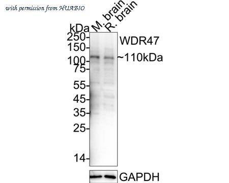 HUABIO HA500584 image 1