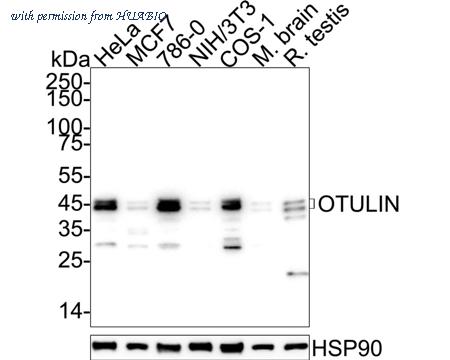 HUABIO HA500587 image 1
