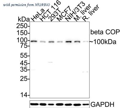 HUABIO HA500588 image 1