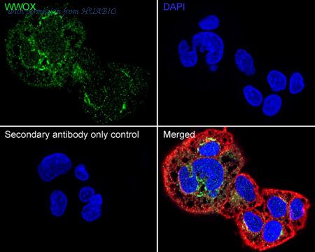 HUABIO HA500592 image 2