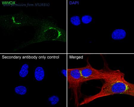 HUABIO HA500592 image 3