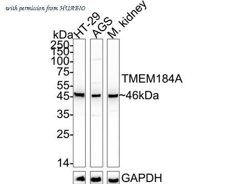 HUABIO HA500595 image 1
