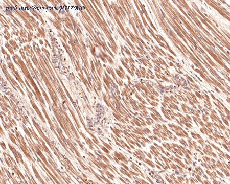 HUABIO HA600004 image 3