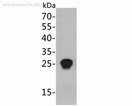 HUABIO HA600009 image 3