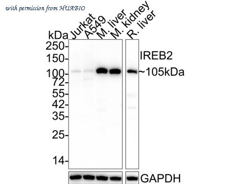 HUABIO HA600015 image 1