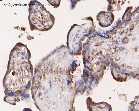 HUABIO HA600015 image 2