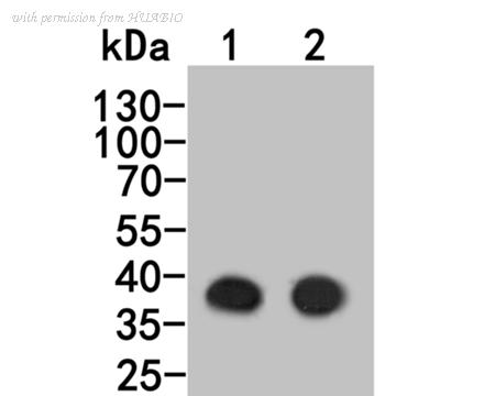 HUABIO HA600019 image 1