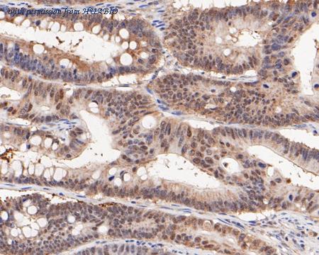 HUABIO HA600019 image 2