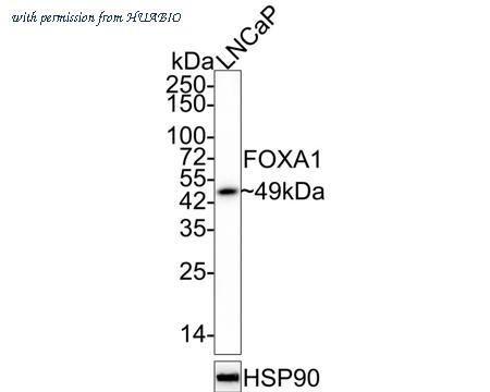 HUABIO HA600022 image 1