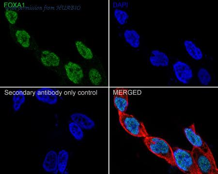 HUABIO HA600022 image 2