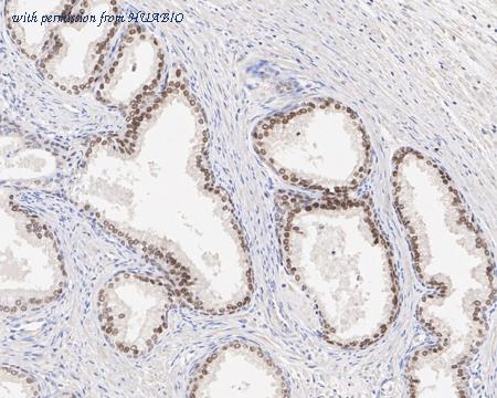 HUABIO HA600022 image 3