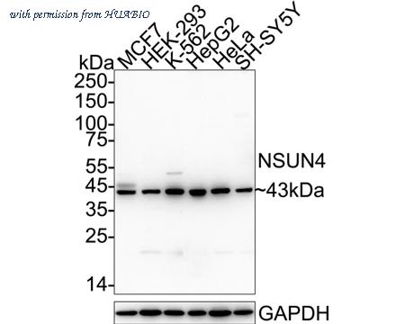 HUABIO HA600023 image 1